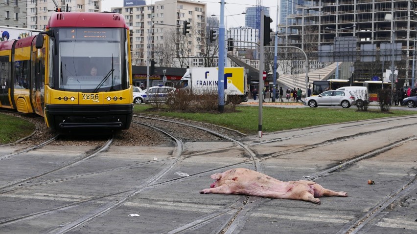 Protest rolników, Warszawa, plac Zawiszy 2019. W Warszawie rolnicy podpalili słomę i rozrzucili martwe świnie [ZDJĘCIA]