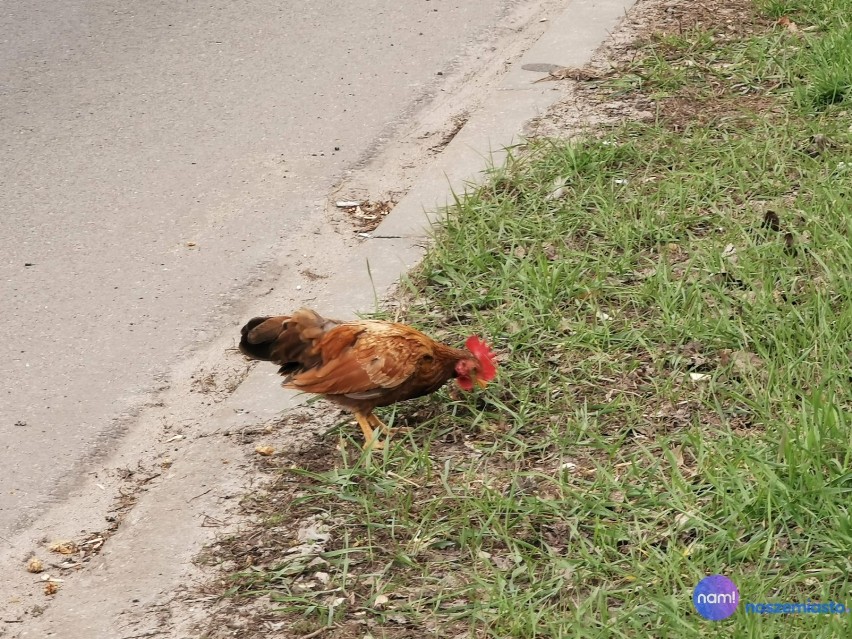 Kurczak biegał na ulicy Kaliskiej we Włocławku