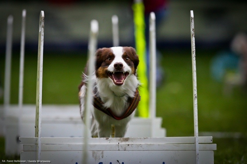 Dog Chow Disc Cup 2013. Czyli latające psy w parku Południowym (ZDJĘCIA)