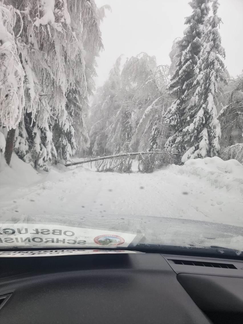 Ratownicy GOPR ewakuowali dzieci ze schroniska na Przehybie. Łamiące się pod ciężarem śniegu drzewa zerwały linie energetyczne 