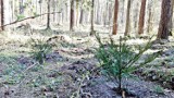 Wigierski Park Narodowy. Leśnicy posadzili nowy gatunek drzew