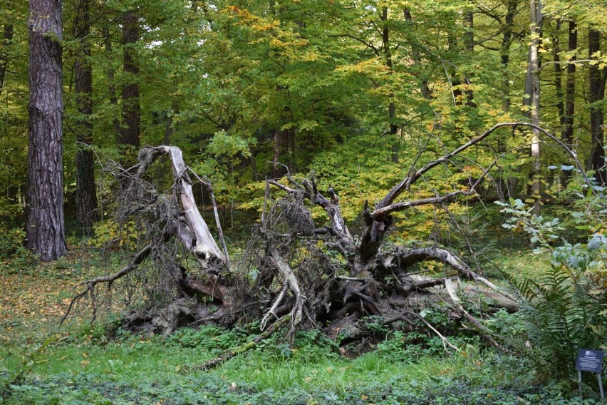 Najstarszy ogród dendrologiczny w Polsce znajduje się na Kociewiu! ZDJĘCIA