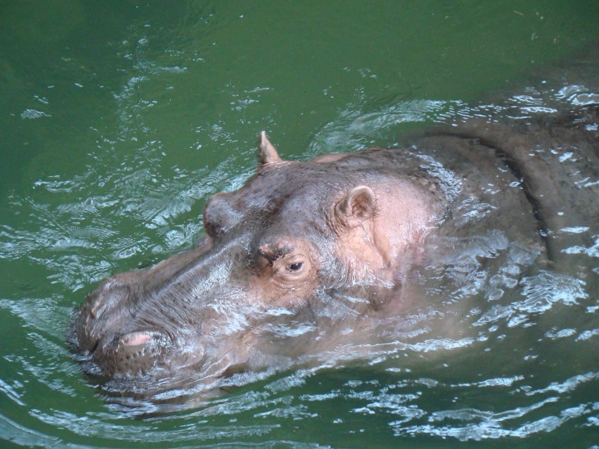 Powrót Hipolita do śląskiego zoo