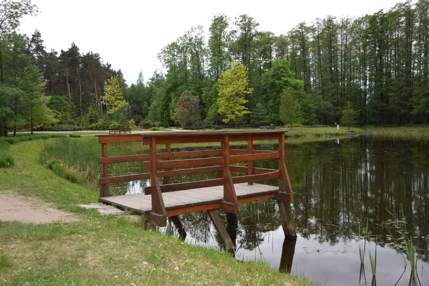 Lasek Miejski i Ogród Botaniczny w Wieluniu w wiosennej odsłonie ZDJĘCIA