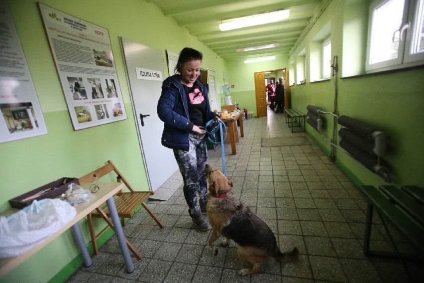 Katowiczanie nie są obojętni na los bezdomnych zwierząt.