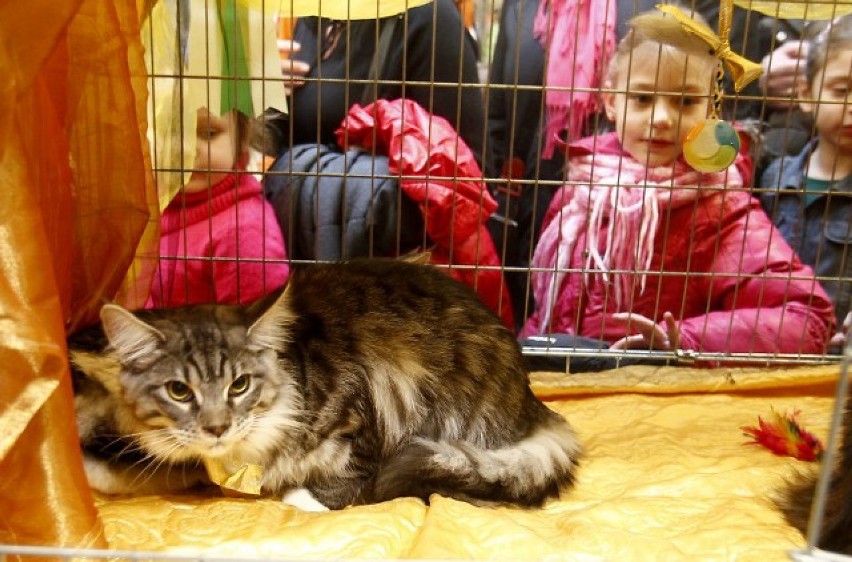 Wystawa kotów w CH Kaskada