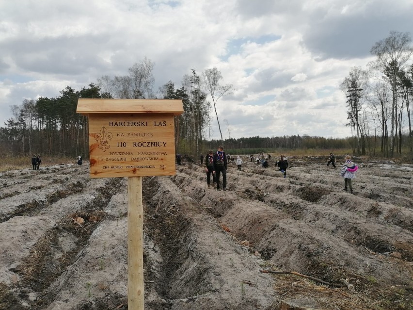 Harcerski Las będzie teraz rósł w Będzinie - Grodźcu...