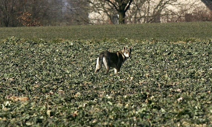 Wilki pod Legnicą - jednego udało się sfotografować [ZDJĘCIA]