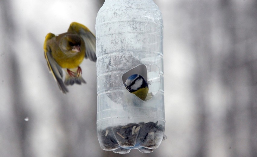 Małopolska. Miłośnicy i znawcy ptaków apelują o zimowe dokarmianie - ale z głową!