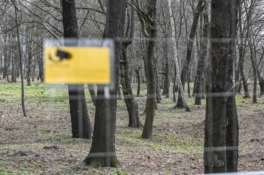 Wycięte drzewa na Westerplatte
