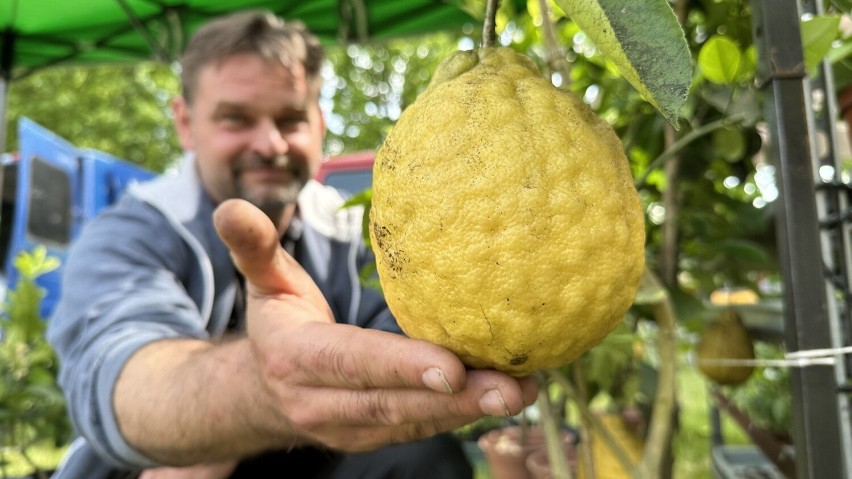 Owoce cytryny skierniewickiej mogą ważyć nawet kilogram