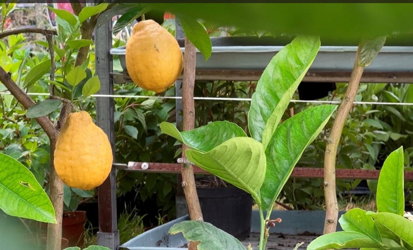 Cytrynowe drzewko latem może być ozdobą balkonu lub ogrodu