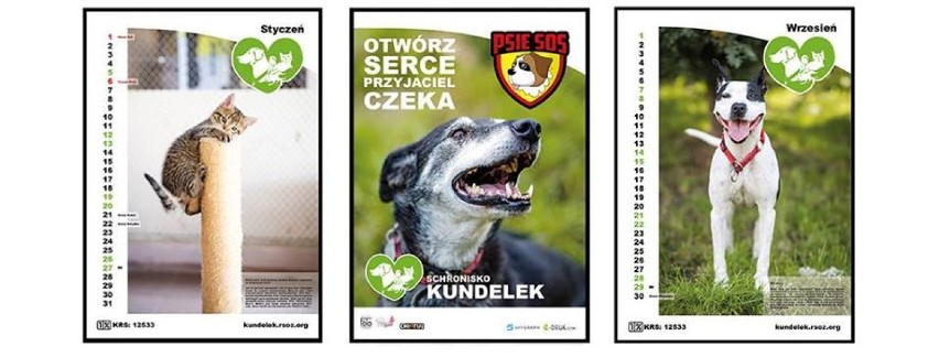 Kalendarz dla schroniska Kundelek w Rzeszowie 2019. Kup kalendarz i pomóż zwierzakom 