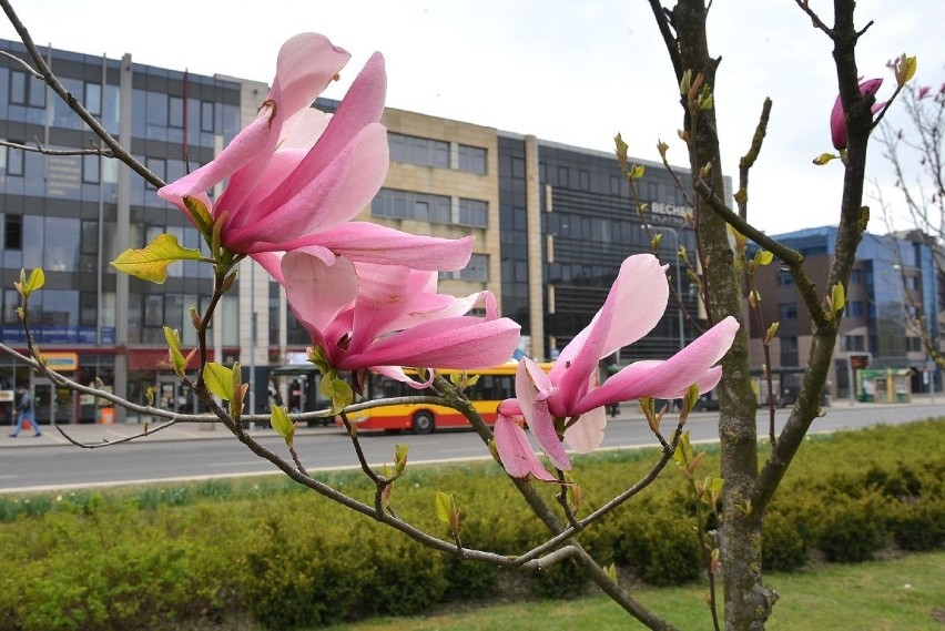 Magnolie w centrum Kielc. Przy ruchliwej ulicy zakwitły piękne drzewa [WIDEO, zdjęcia]