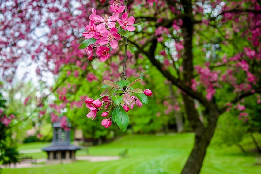 Szczawno-Zdrój: W Parku Zdrojowym zakwitły wiśnie i magnolie (ZDJĘCIA)