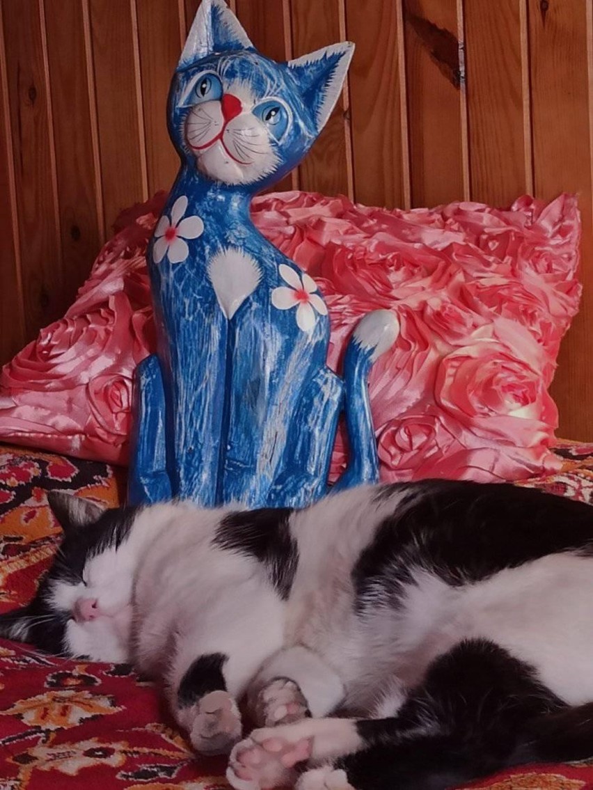 Jak dzień kota świętowały pupile z Kraśnika? Zobacz zdjęcia nadesłane przez naszych czytelników