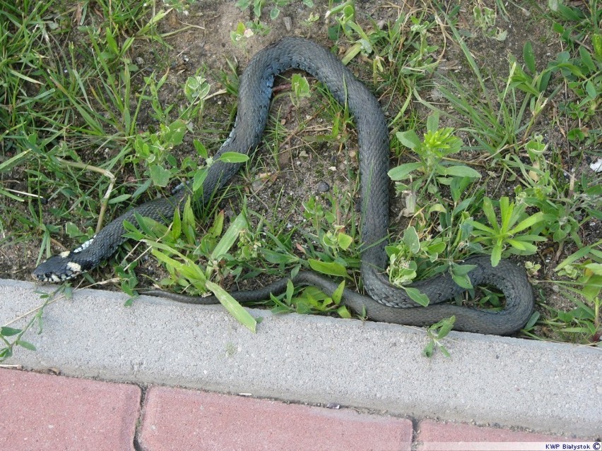 Wąż leżał przed domem [zdjęcia]