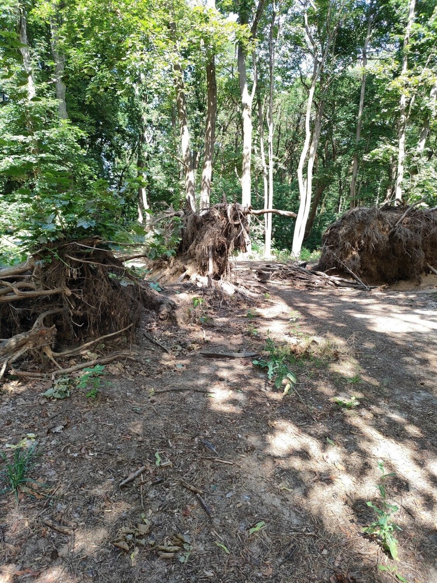 Na zdjęciach gorzowianki część parku Słowiańskiego jawi się...