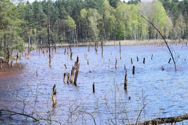 Geopark Łuk Mużakowa. "Pierwsze prace projektowe związane z powstaniem geoparku Łuk Mużakowa zapoczątkowane zostały w Niemczech w 1998 roku, a następnie w Polsce w roku 2001.
Pod koniec 2002r. w polskiej części obszaru powstała prawna forma ochrony przyrody - Park Krajobrazowy Łuk Mużakowa.
Podczas inauguracji Targów turystycznych w Poznaniu 21 października 2009r. został wręczony pierwszy certyfikat dla Geoparku w Polsce." (Wrota Lubuskie)