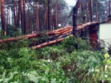 Wichura i ulewa spustoszyły okolice Piwnicznej oraz dróg 75 i  87