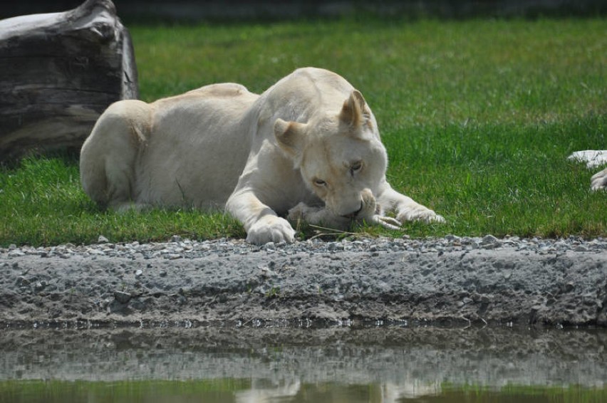 ZOO Safari w Borysewie. Białe lwy zagryzły dwa lwiątka na oczach dzieci ZDJĘCIA