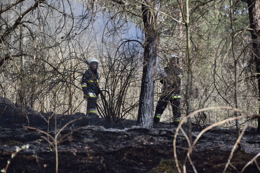 Pożar lasu w Świeszynie w gminie Miastko (WIDEO, FOTO)