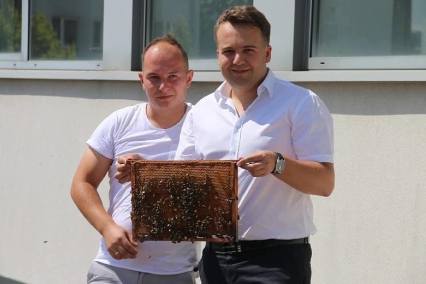 Czy w Starachowicach powstanie szkółka pszczelarska dla dzieci i uloterapia?