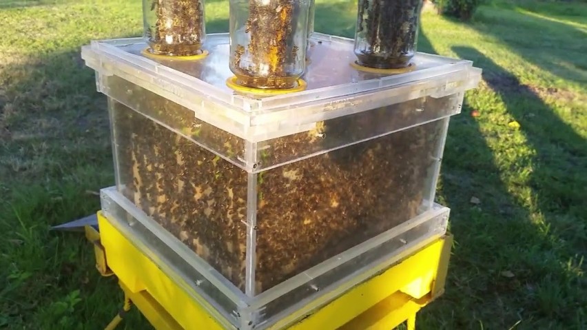 Czy w Starachowicach powstanie szkółka pszczelarska dla dzieci i uloterapia?