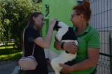 Dzień otwarty schroniska w Bełchatowie. Niektóre psiaki i kociaki znalazły nowy dom