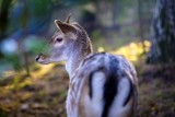 Jastrzębscy strażacy pomagają każdemu. Uratowali młodego jelonka, który zaplątał się w szkolnym ogrodzeniu. Jest cały i zdrowy