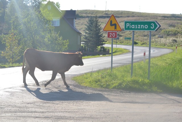 W Tuchomiu od kilku dni spaceruje… krowa