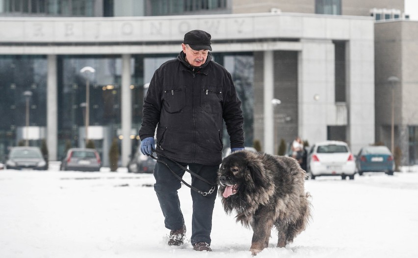 Pies Nero z rzeszowskiego targowiska przeszedł na emeryturę. Kto go przygarnie?