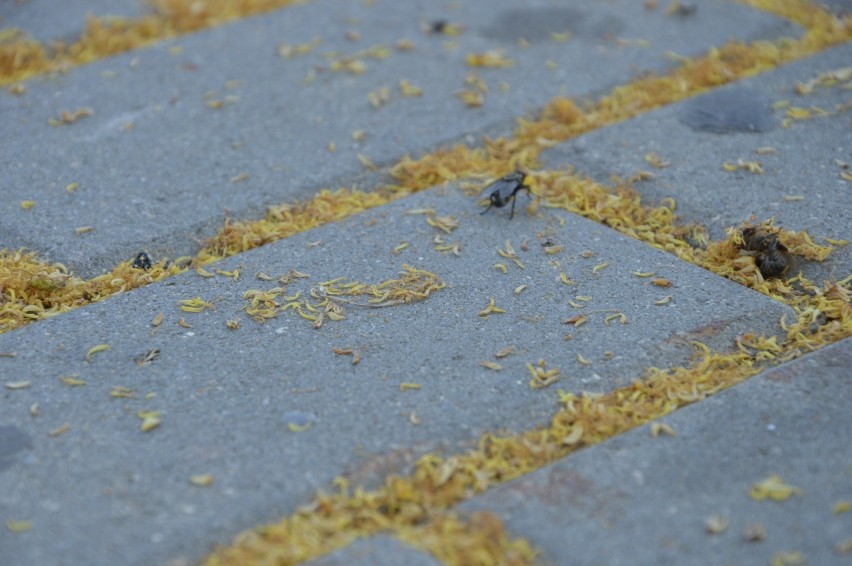 Masakra pszczół w Głogowie. Setki owadów padło na chodniku. Winne lipy? [AKTUALIZACJA]