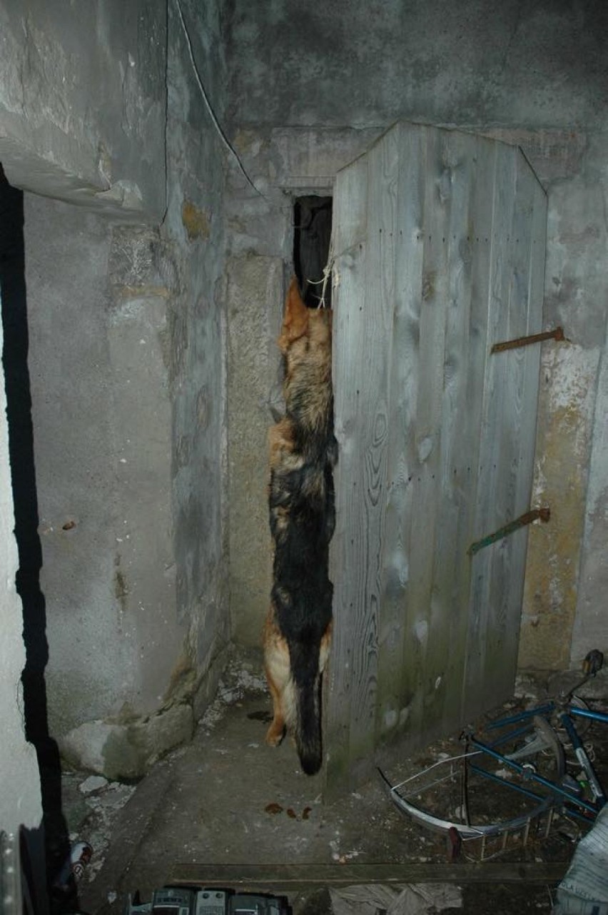 Jest wyrok w sprawie brutalnego zabójstwa psa w Lwówku Śląskim! Chodzi o mordercę, który przebił prętem płuco psa!