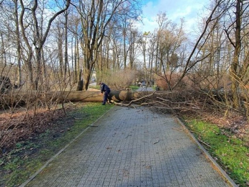 Przewrócone drzewa, uszkodzona infrastruktura. Skutki silnego wiatru w Wejherowie i Rumi|ZDJĘCIA