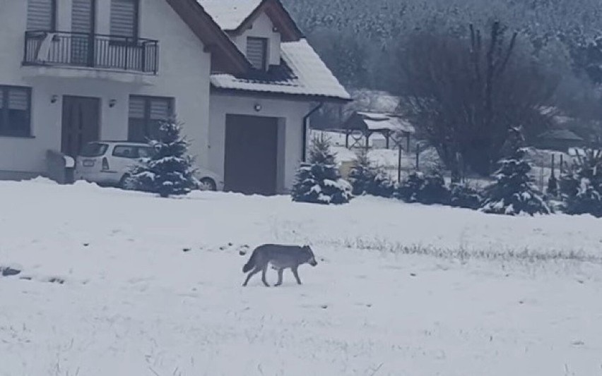 Problem na Limanowszczyźnie. Wilki zabijają owce, kozy cielęta, ale także psy. Podchodzą coraz bliżej domów z powodu głodu, a może wygody?