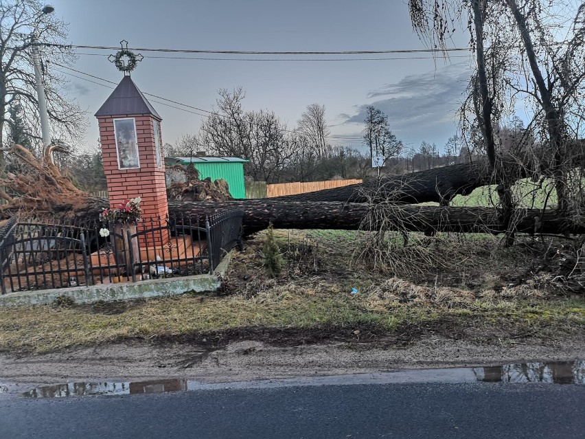 Tak wygląda powiat rypiński po przejściu wichury. Połamane drzewa, zerwane dachy [17.02.22]