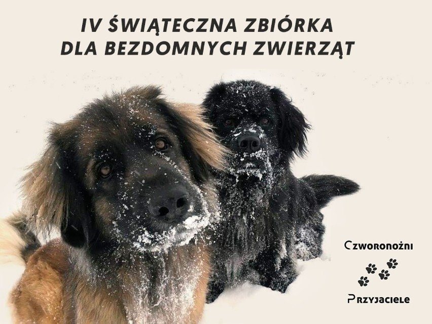 Kraków. Świąteczna zbiórka, by zimą pomóc bezdomnym zwierzętom