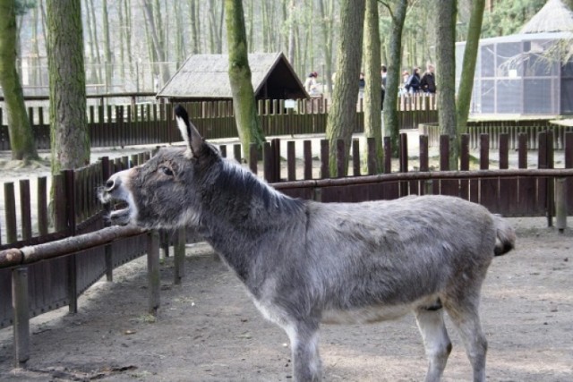 Ogród Fauny Polskiej w Myślęcinku przygotował specjalną ofertę ...