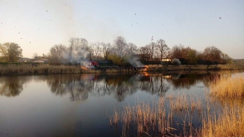 Pożar traw przy kanale Ulgi w Gorzowie wybuchł w niedzielę,...