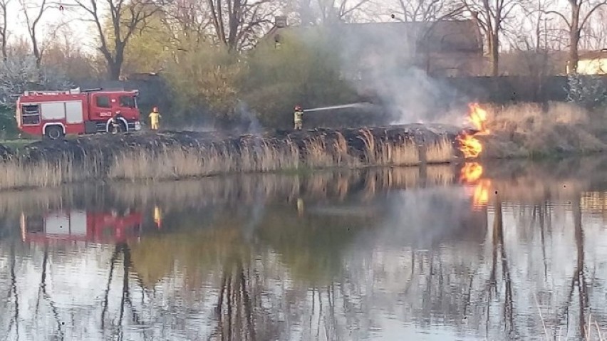 Pożar traw przy kanale Ulgi w Gorzowie wybuchł w niedzielę,...