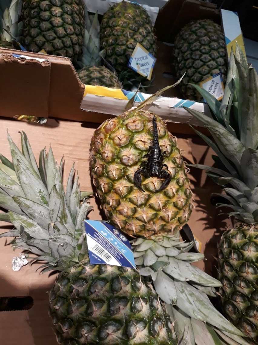 Skorpion w szczecińskim supermarkecie. Przyjechał z ananasami [ZDJĘCIA, WIDEO]