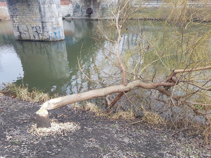 Ścięte przez bobry drzewo nad Młynówką w centrum Opola.