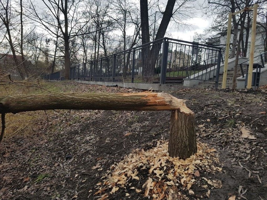 Ścięte przez bobry drzewo nad Młynówką w centrum Opola.