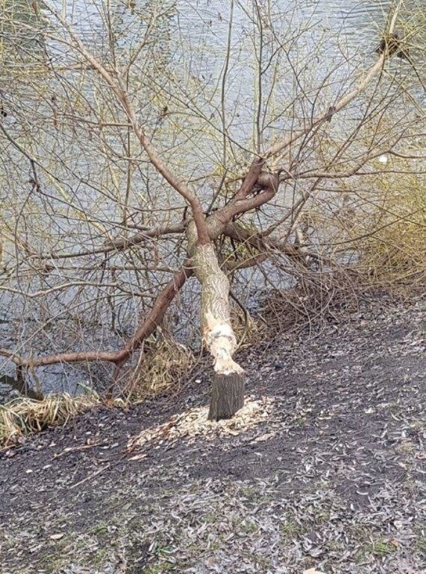 Ścięte przez bobry drzewo nad Młynówką w centrum Opola.