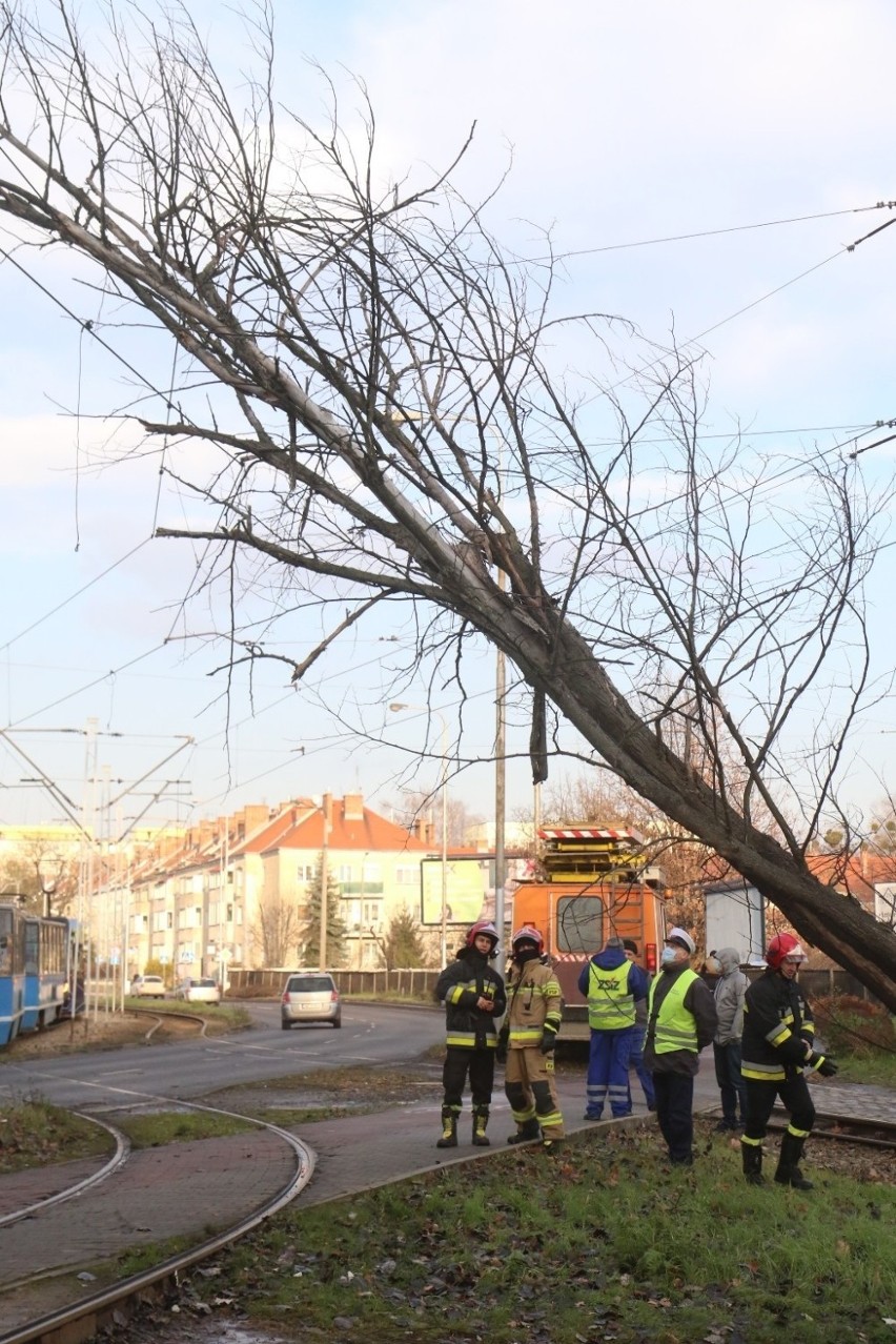 Drzewo spadło na trakcję tramwajową na pętli Park Południowy we Wrocławiu