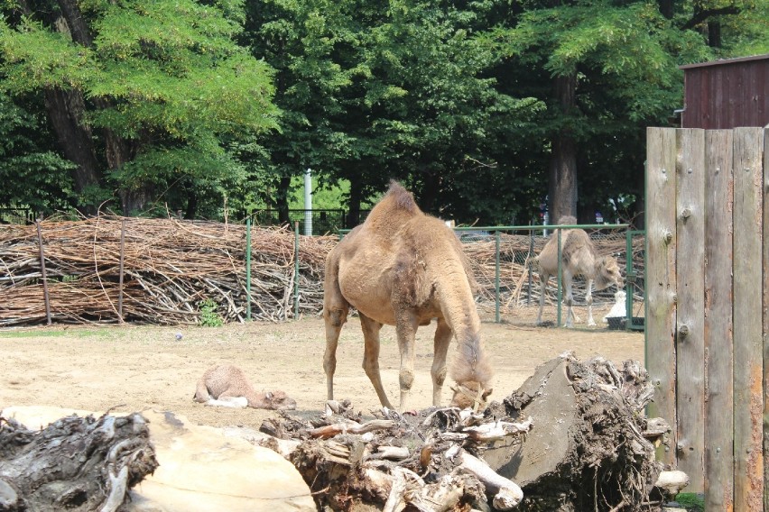 Małe wielbłądy we wrocławskim zoo [zdjęcia]