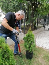 Pod budynkiem Komendy Powiatowej Policji w Pleszewie posadzono młode krzewy podarowane przez samorządowców powiatu pleszewskiego 