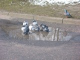 Wiosenna gołębia kąpiel w kałuży [Zdjęcia]