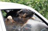 Pies w rozgrzanym aucie w Sopocie. Ratowali go policjanci